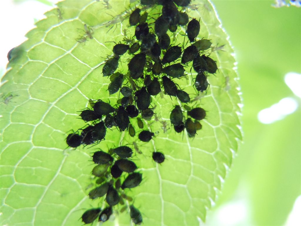Aphis sambuci/Afide del Sambuco